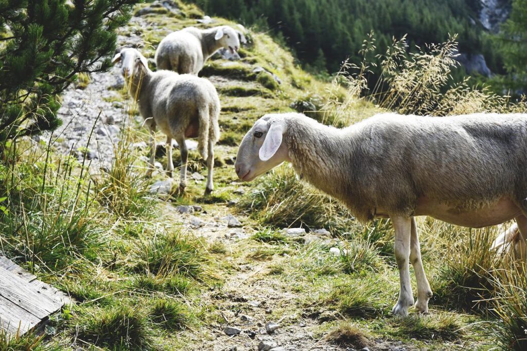 schapen op een bergpad in de Alpen